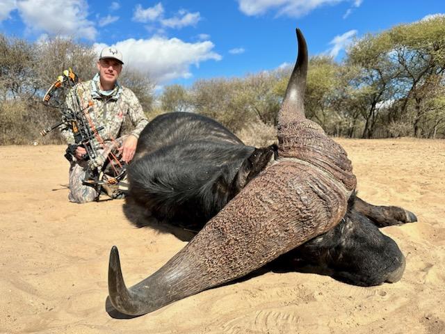 Cape Buffalo with Bow 