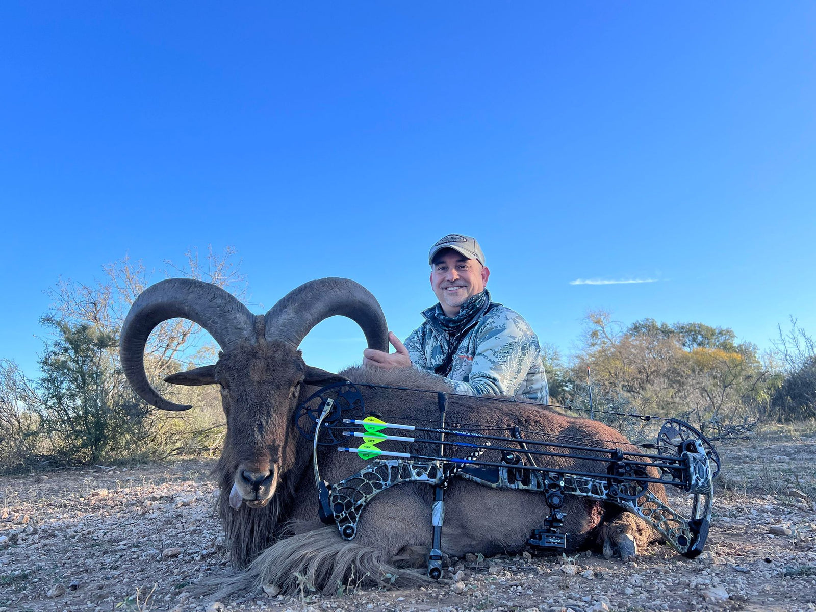 Tank of an Aoudad