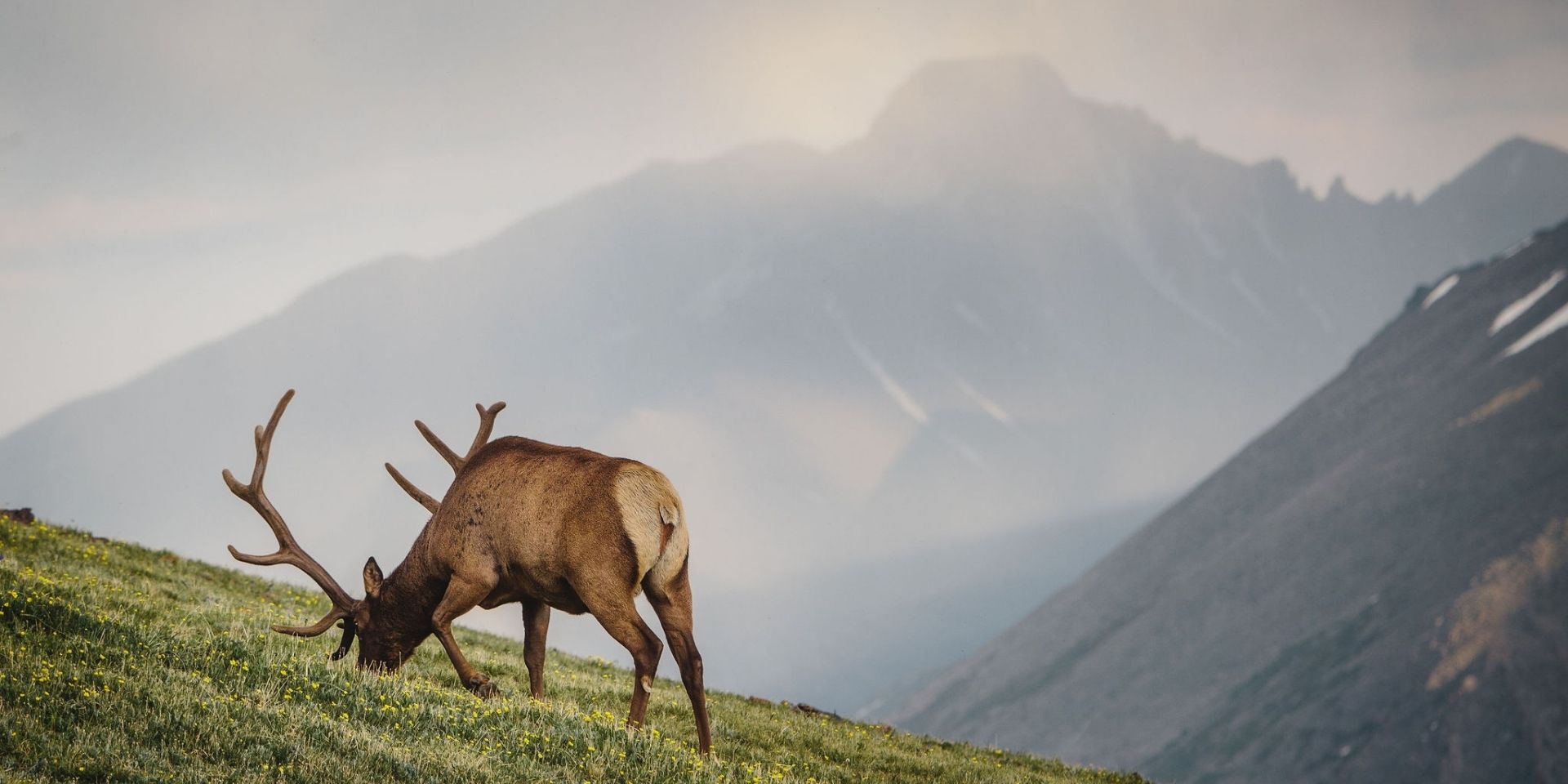 elk feeding in the mountains 