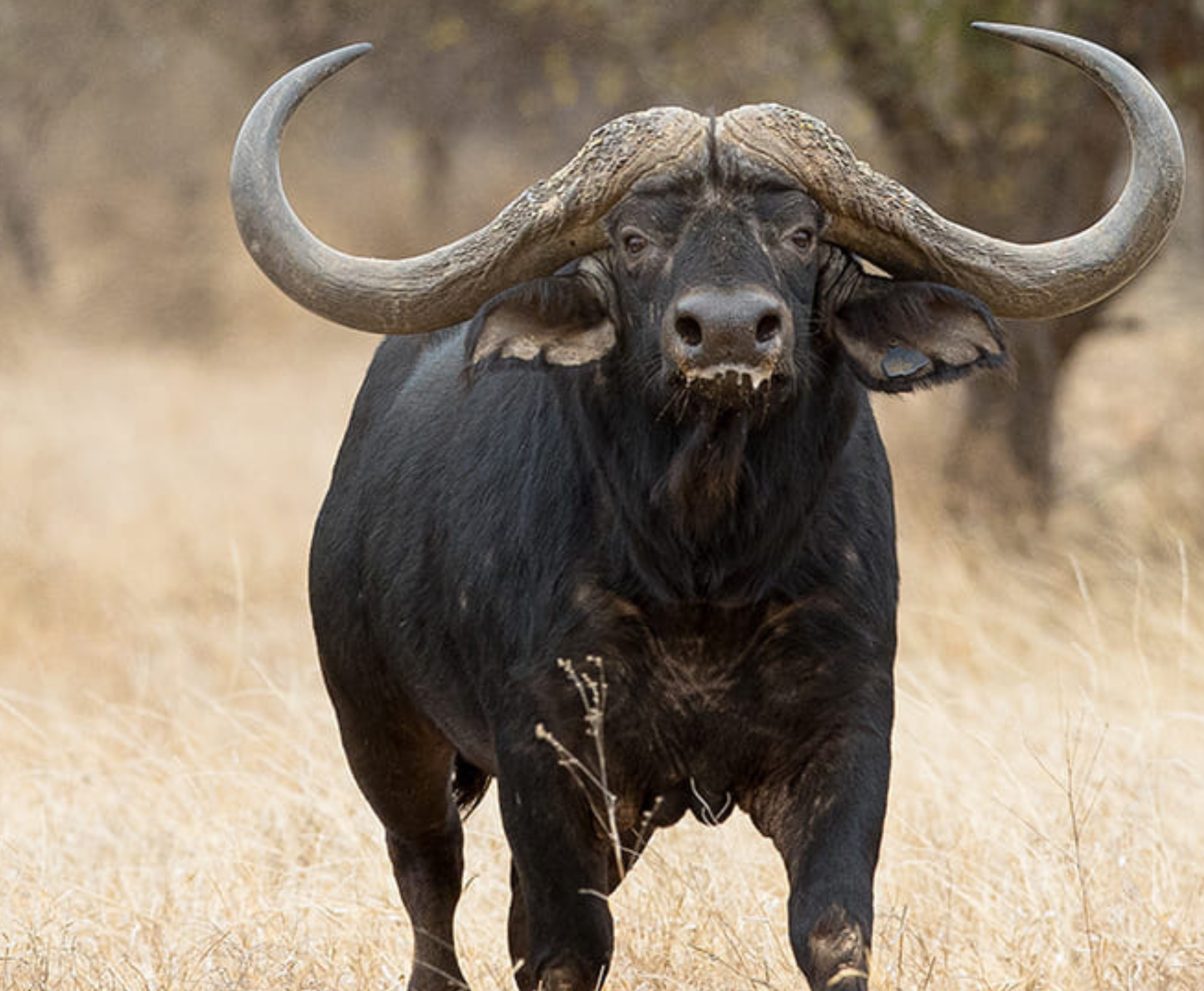 cape buffalo in the savannah plains staring at the photographer