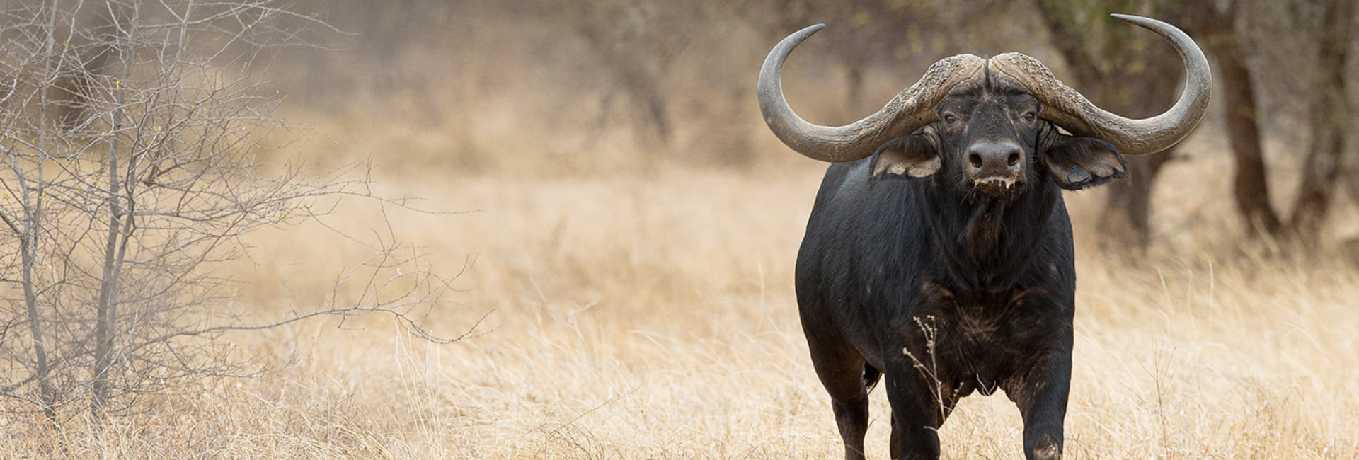 cape buffalo in the dry savannah