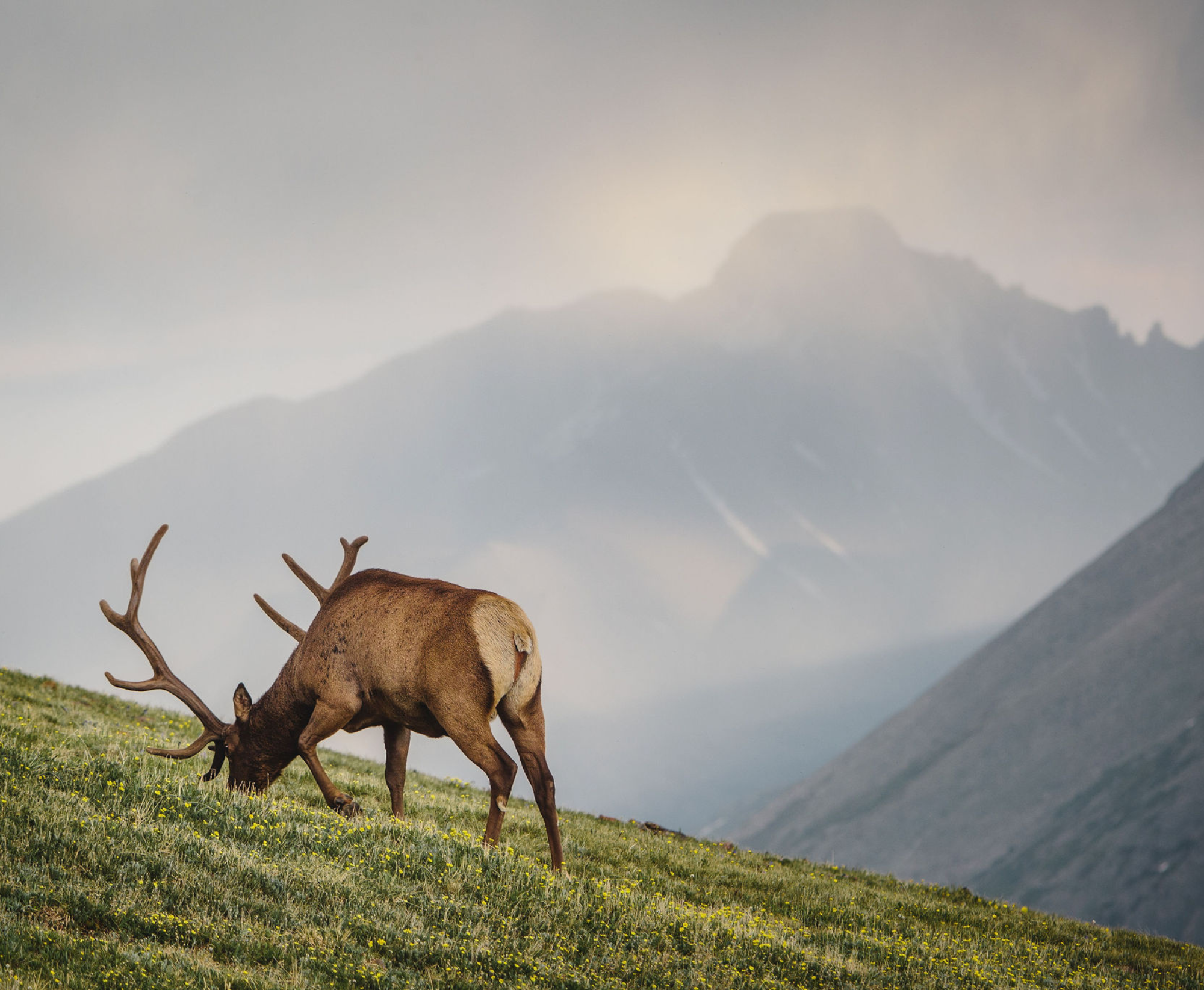 elk feeding in the mountains