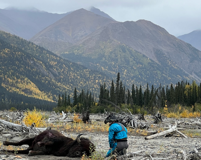 Bow Hunting Bison in Alaska