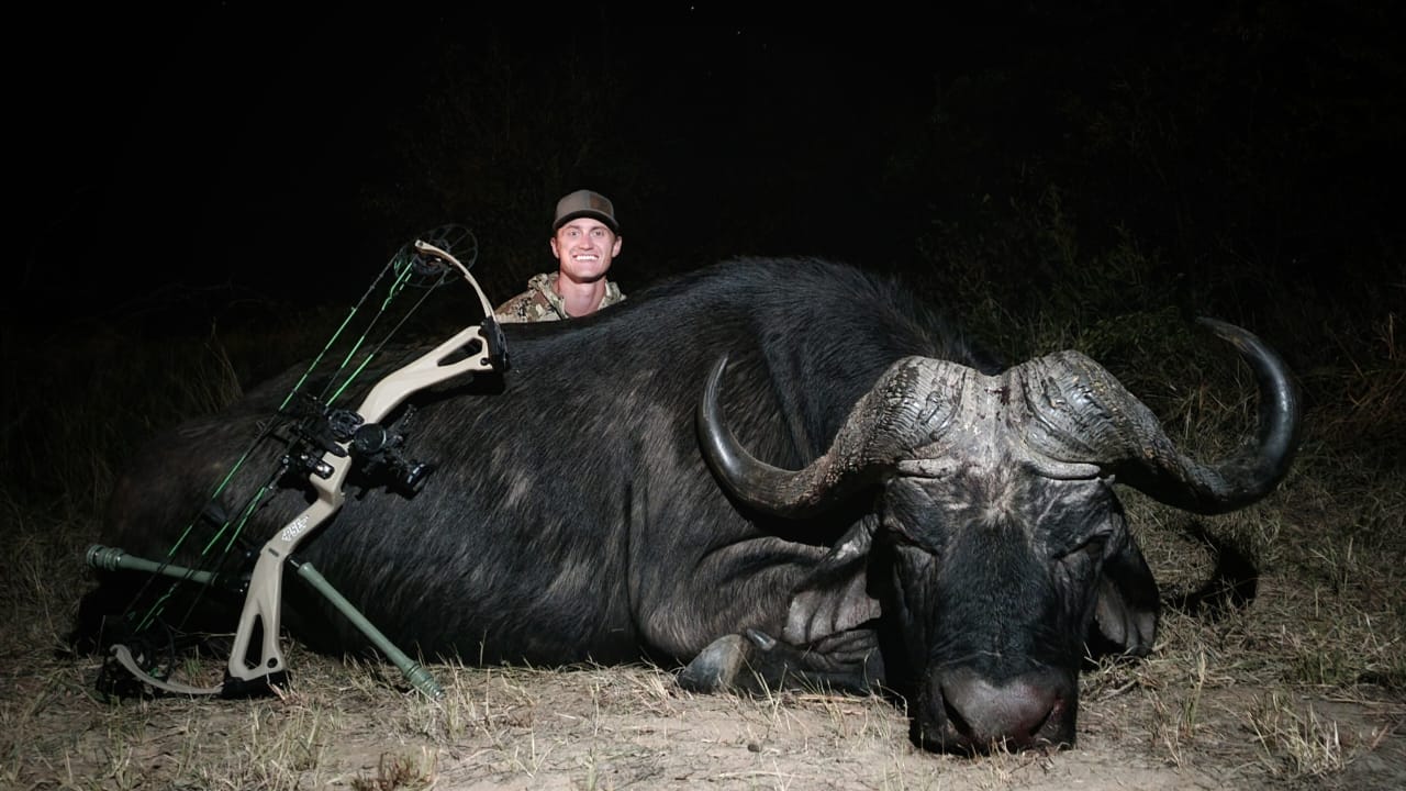 Cape Buffalo — 100 Yards and Down