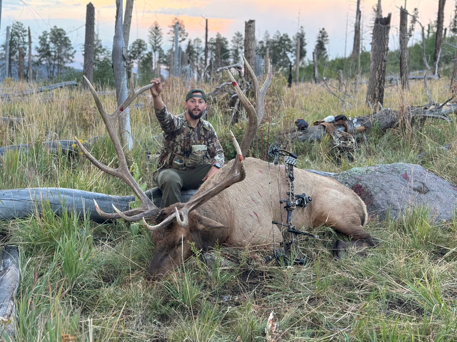 Big New Mexico Bull Elk