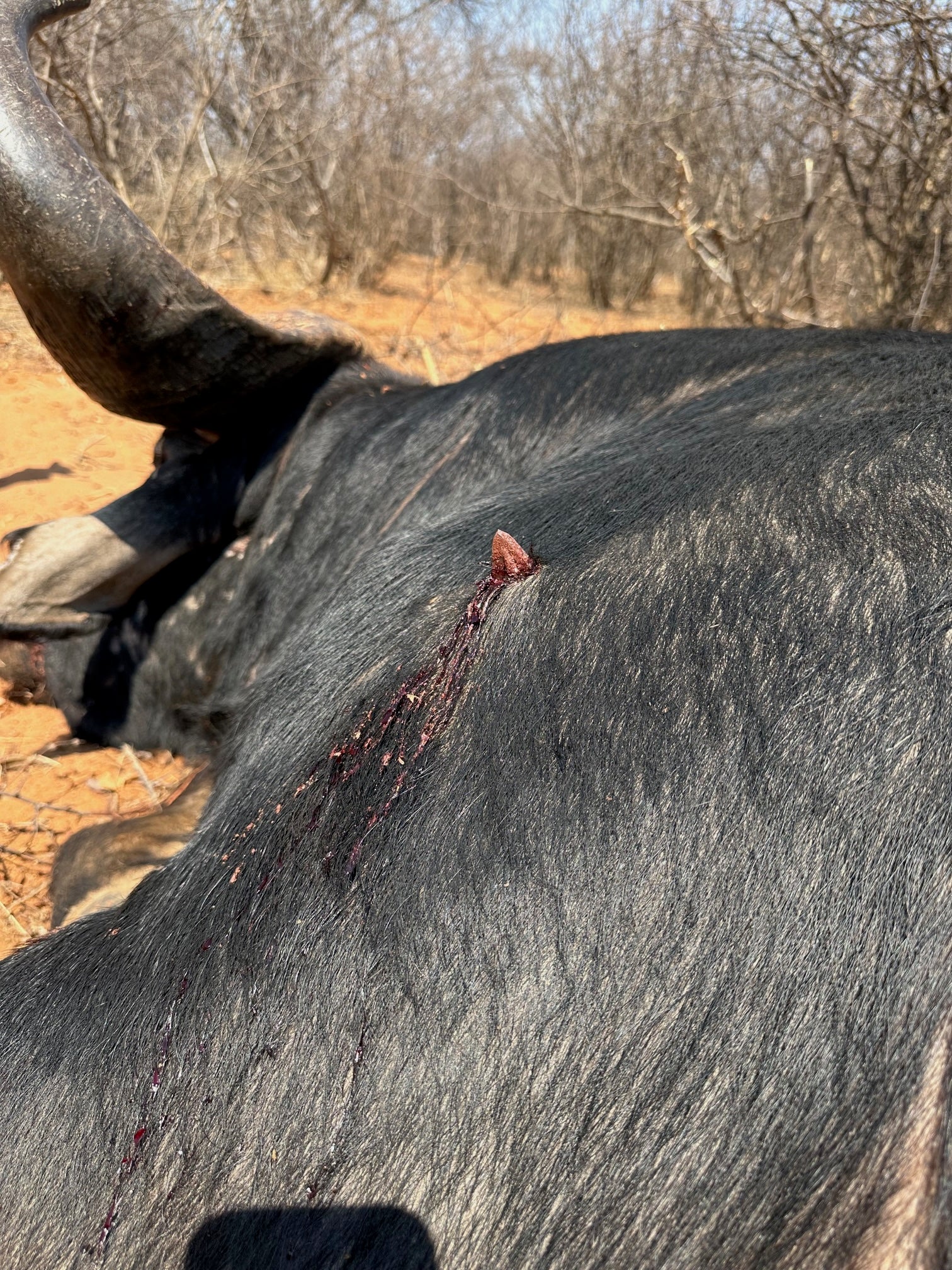 Cape Buffalo Arrow Setup