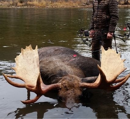 Superior Broadhead Penetration on Yukon Moose