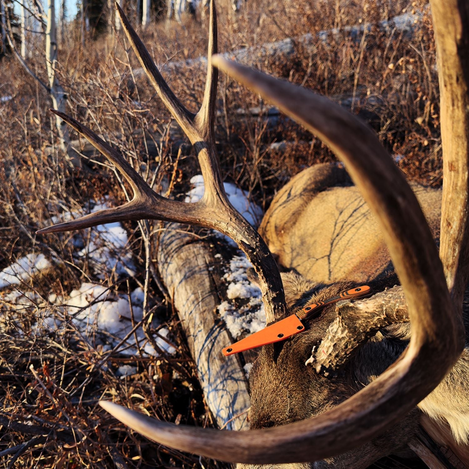 an ultralight hunting knife sitting on a trophy mule deer, ready to be field dressed. 