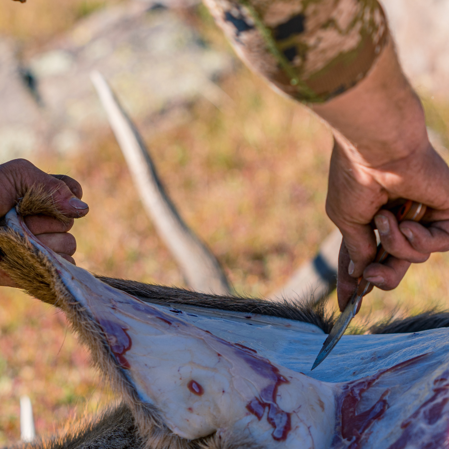 Skinning Big Game for a Shoulder Mount