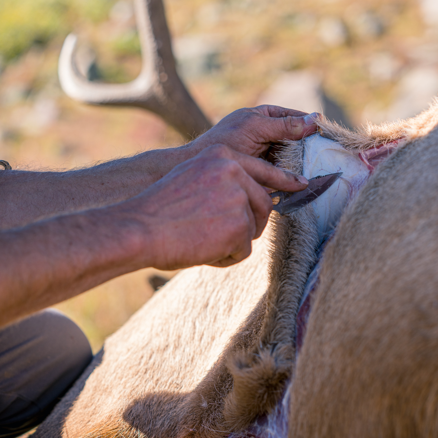 How to Skin Wild Game