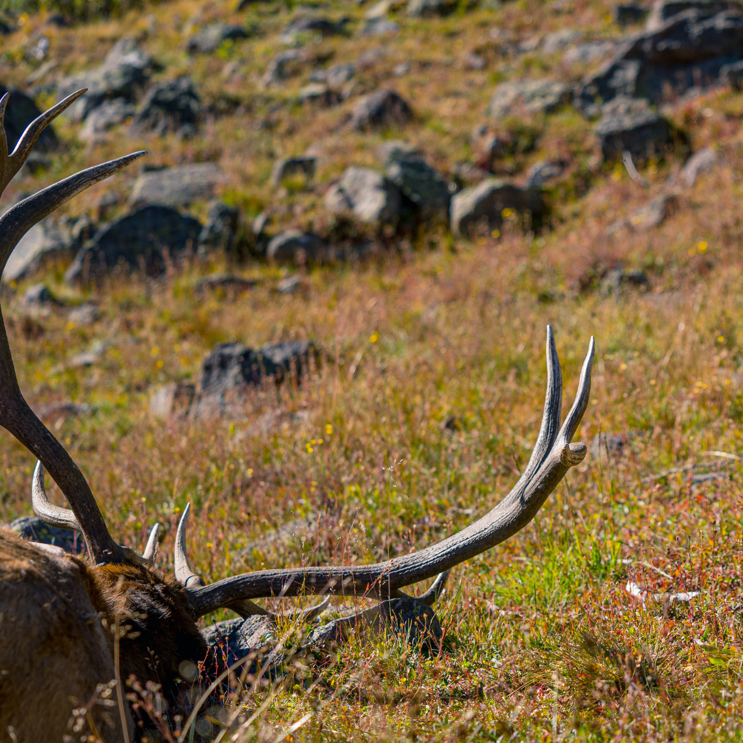 The 3 to 1 Broadhead Misconception