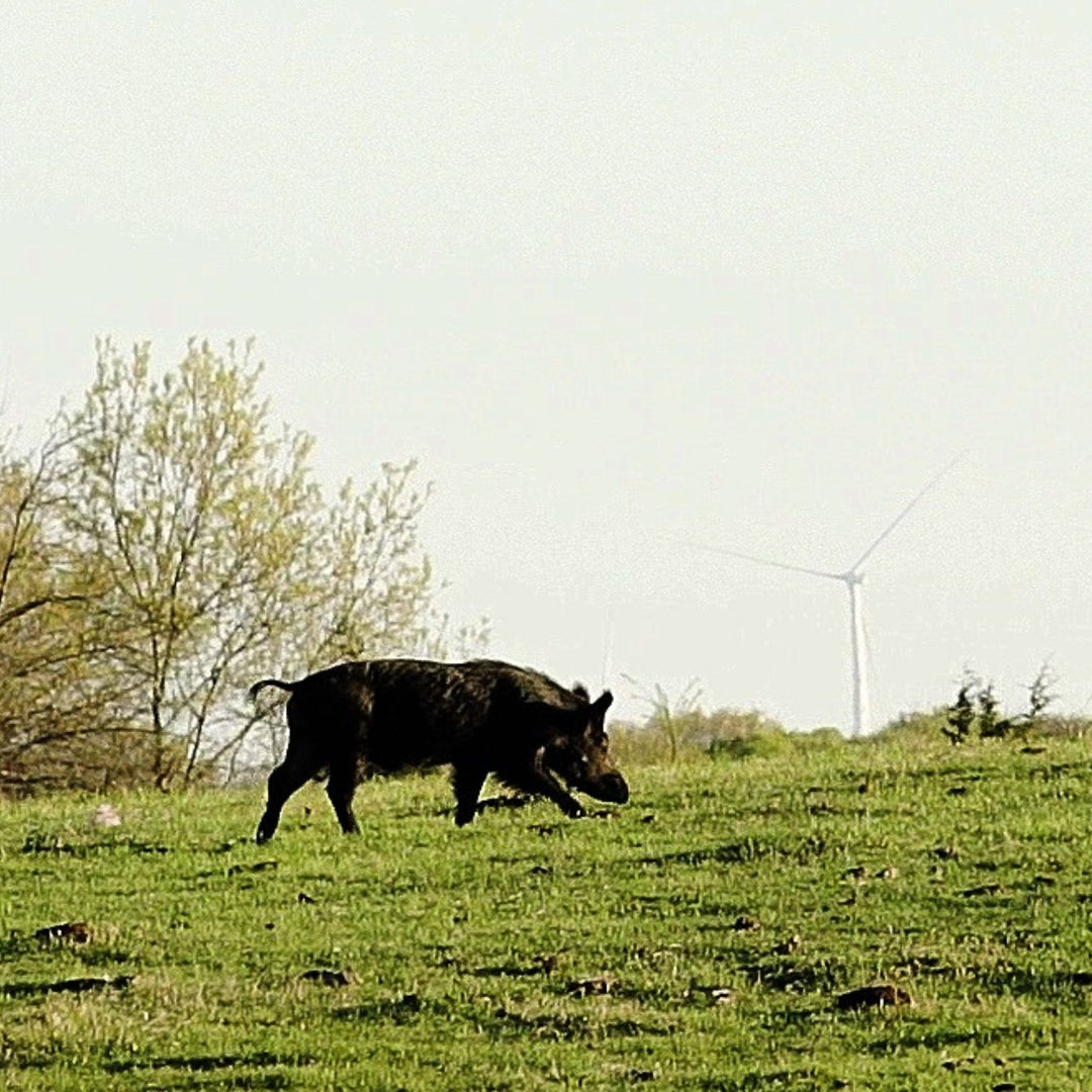 Picture of a wild hog strolling through a green pasture with a windmill in the background, ignorant of the arrow only moments from being sent his way.