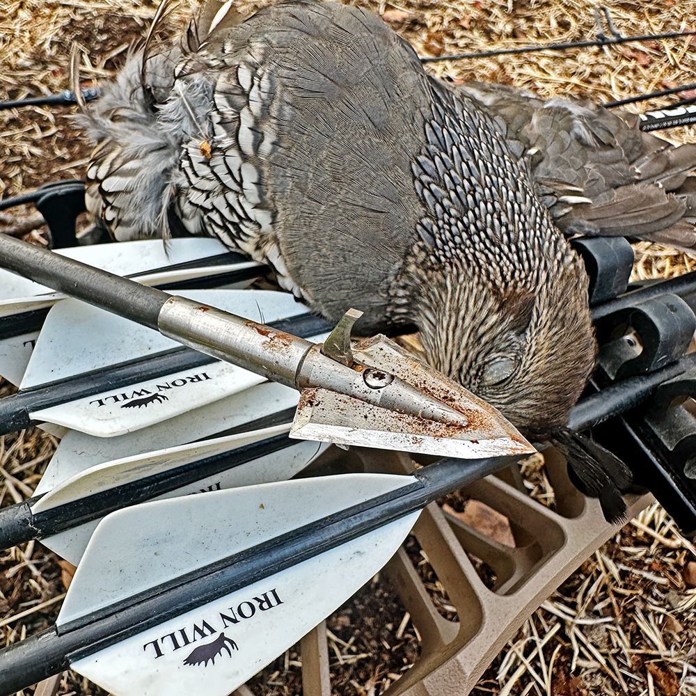 quail with broadhead