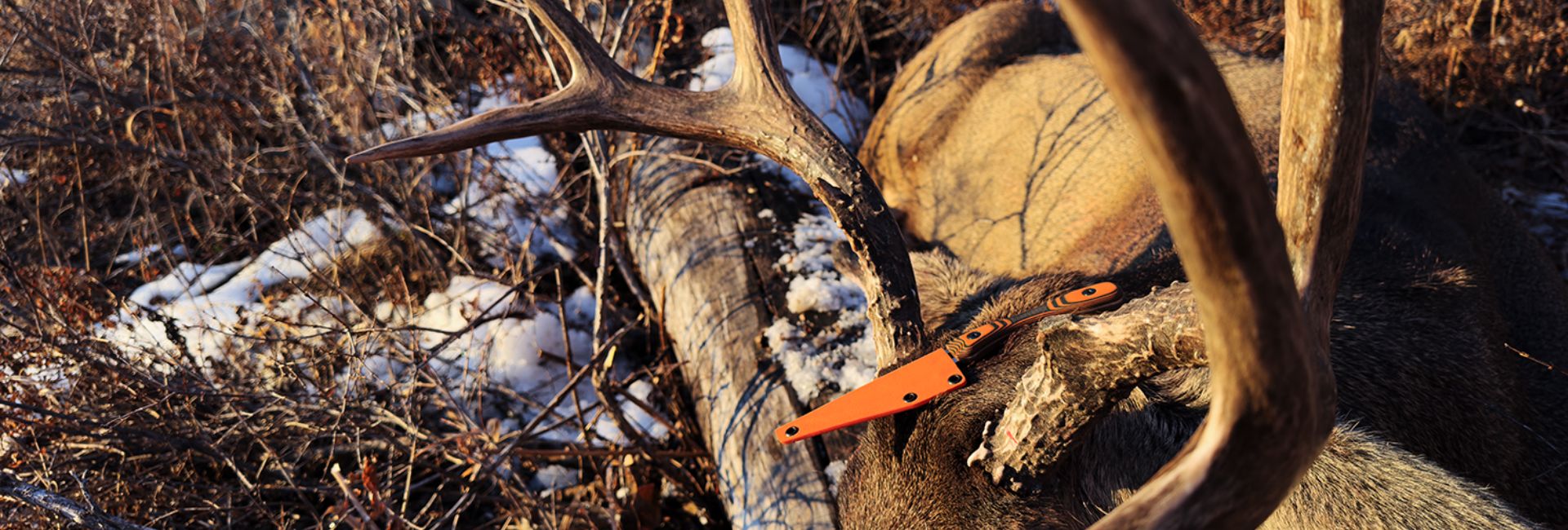 A close-up outdoor shot of a large mule deer with antlers lying on a log in snowy brush, with an orange-handled hunting knife resting on the log.