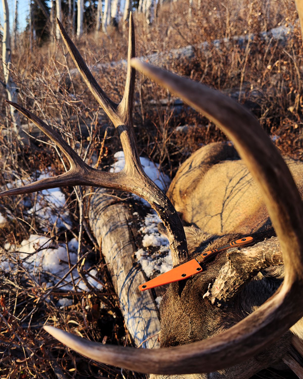A close-up outdoor shot of a trophy mule deer lying on a log in a snowy forest, with a bright orange ultralight hunting knife ready to field dress the animal.