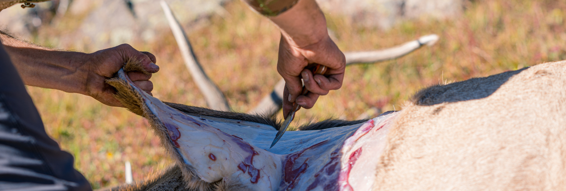 Person skinning an elk with a knife for a shoulder mount.