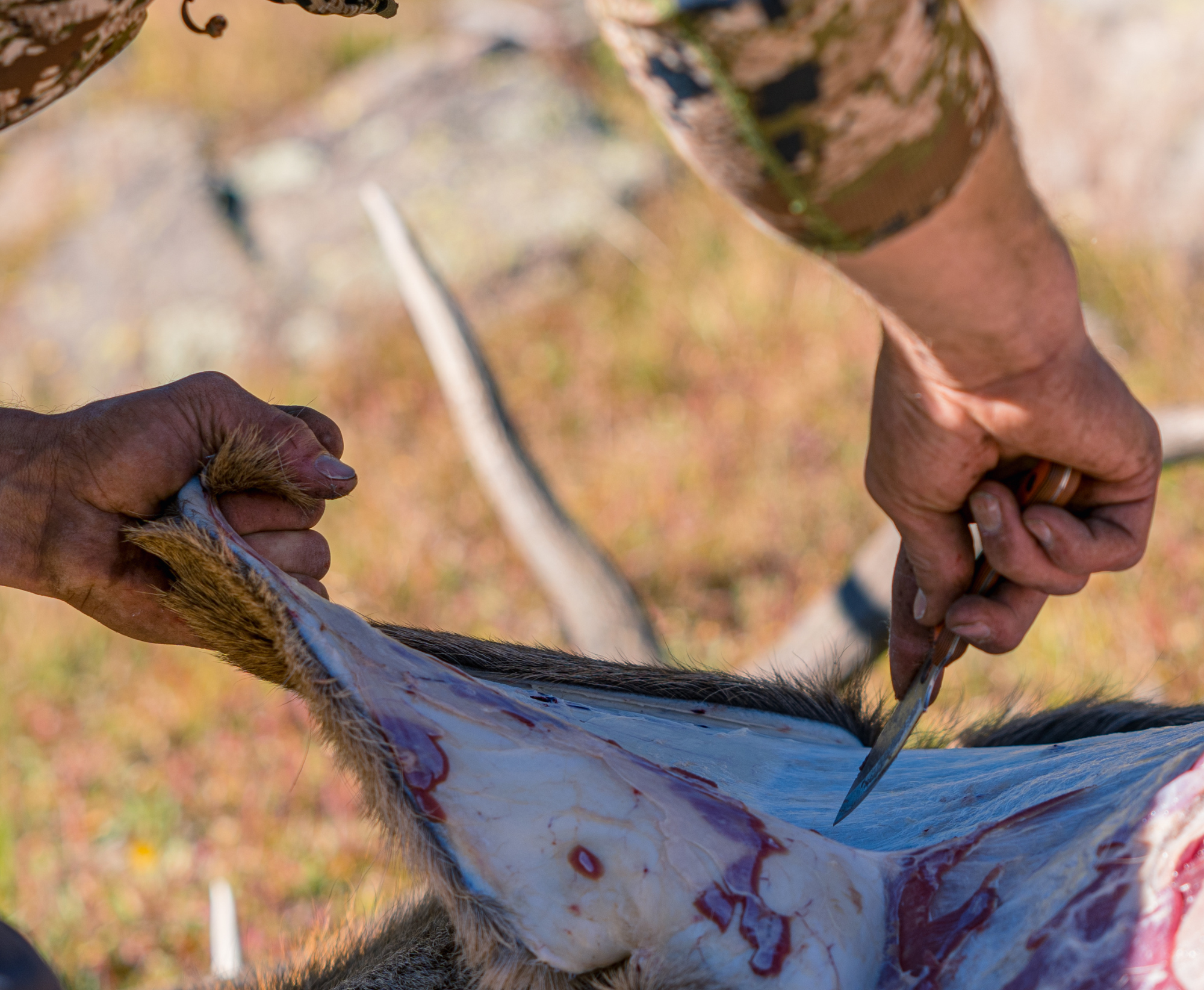 Person skinning an elk with a knife for a shoulder mount.