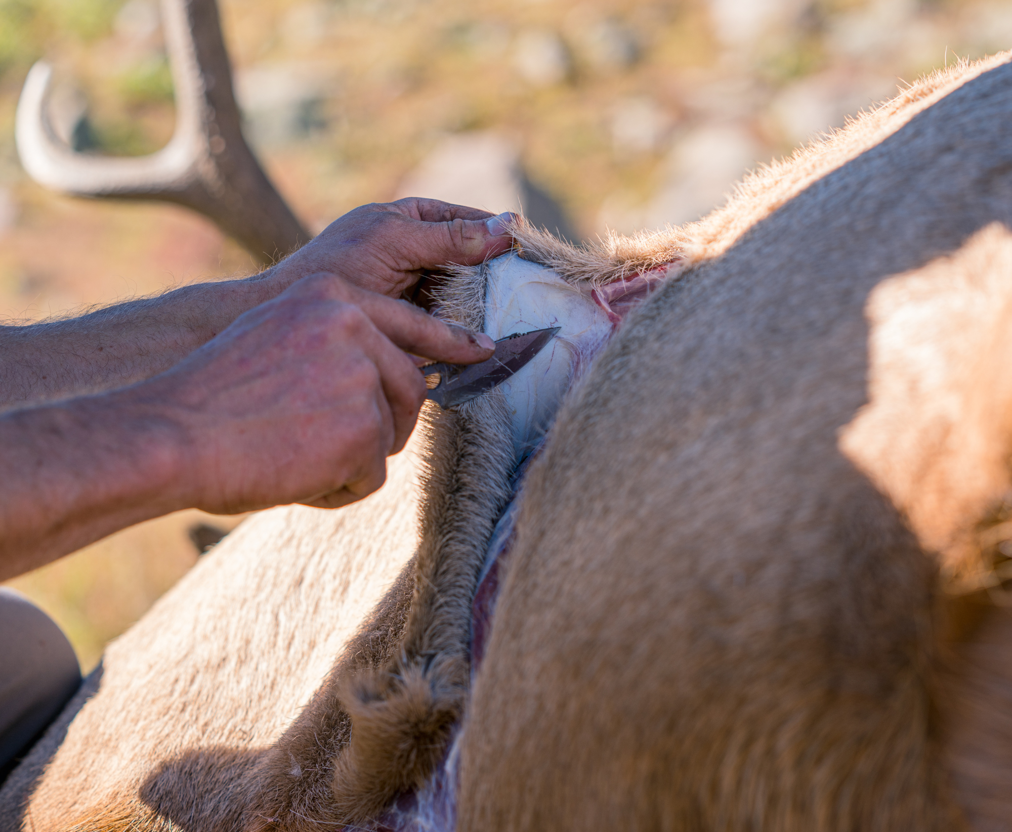 hunter skinning an animal