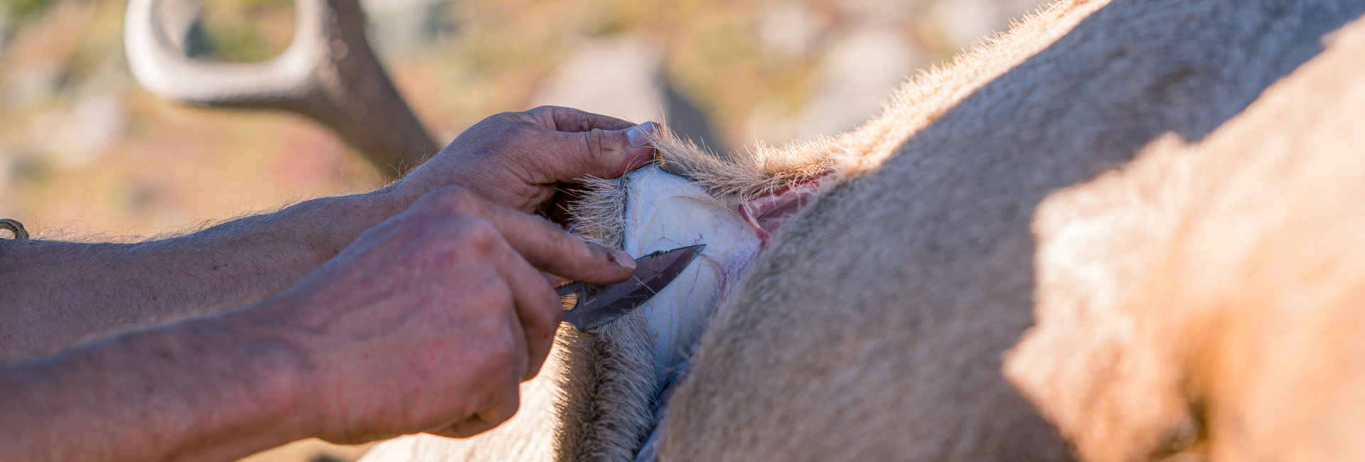 hunter skinning an animal
