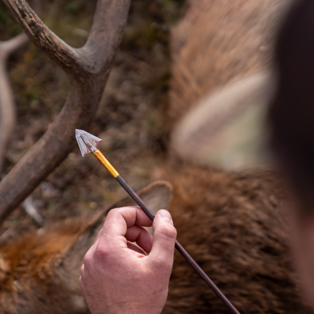 hand holding an iron will broadhead near an elk after a successful hunt.